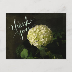 Annabelle Hydrangea Thank-you Postcard