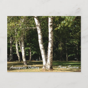 Annapolis Valley, Nova Scotia, birch trees Postcard