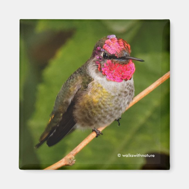 Anna's Hummingbird and His Pink Gorget Magnet (Front)