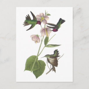 Anna's Hummingbird by Audubon Postcard