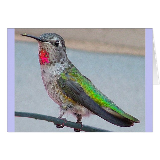 Anna's hummingbird - Card (Front Horizontal)