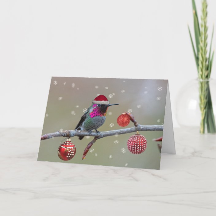 Anna's hummingbird Christmas Card | Zazzle.co.uk
