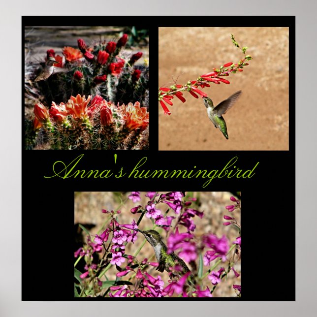 Anna's hummingbird collage print... poster (Front)
