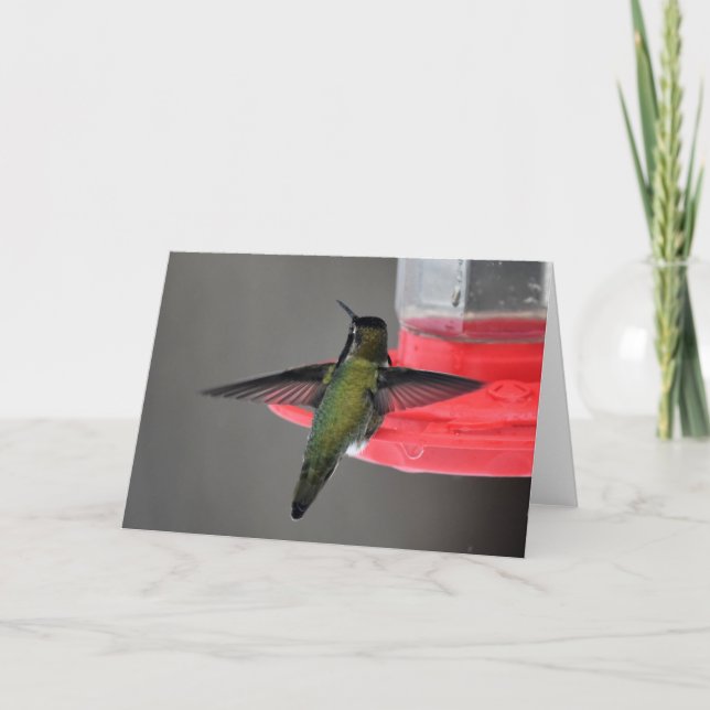 Anna's Hummingbird Frameable Art Card (Front)