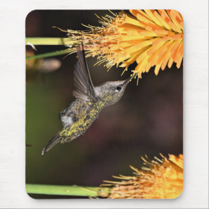 Anna's hummingbird, hummingbird, bird mouse mat