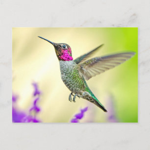 Anna's Hummingbird in Flight Postcard