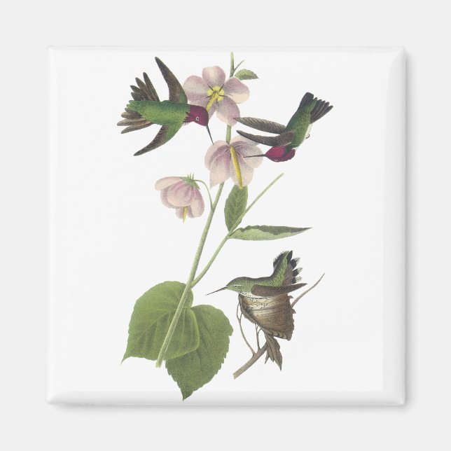 Anna's Hummingbird, James Audubon Magnet (Front)