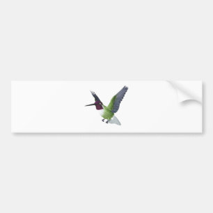 Anna's Hummingbird Male Bumper Sticker