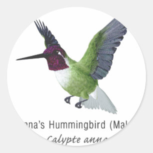 Anna's Hummingbird Male with Name Classic Round Sticker