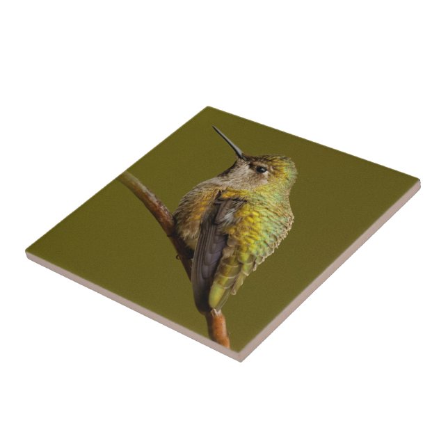 Anna's Hummingbird on Scarlet Trumpetvine Tile (Side)