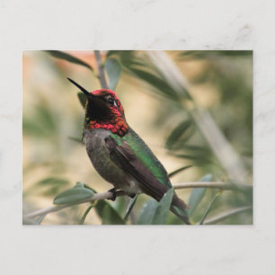 Anna's Hummingbird Photo  Postcard