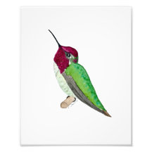 Anna's Hummingbird