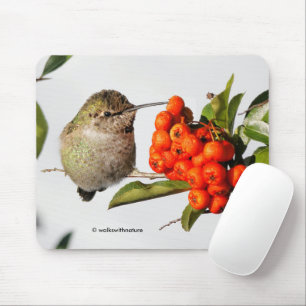 Anna's Hummingbird Poses with the Pyracantha Mouse Mat