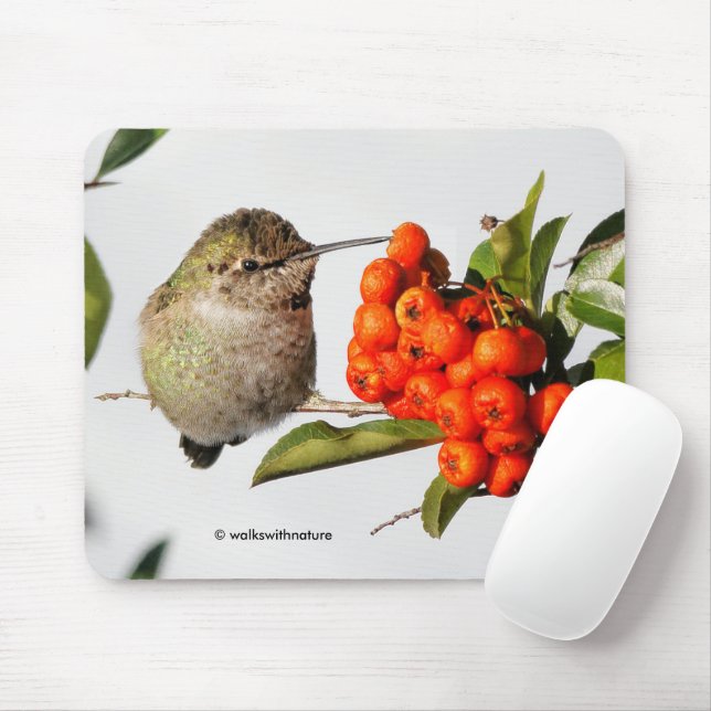 Anna's Hummingbird Poses with the Pyracantha Mouse Mat (With Mouse)