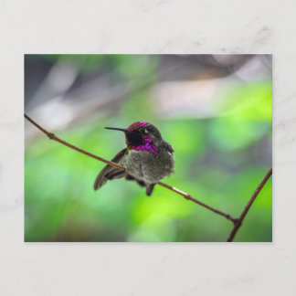 Anna's Hummingbird Postcard