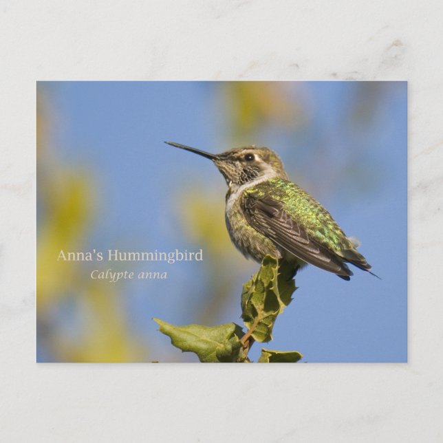Anna's Hummingbird Postcard (Front)