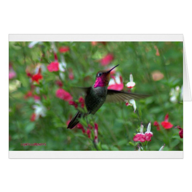 Anna's Jewel (Front Horizontal)