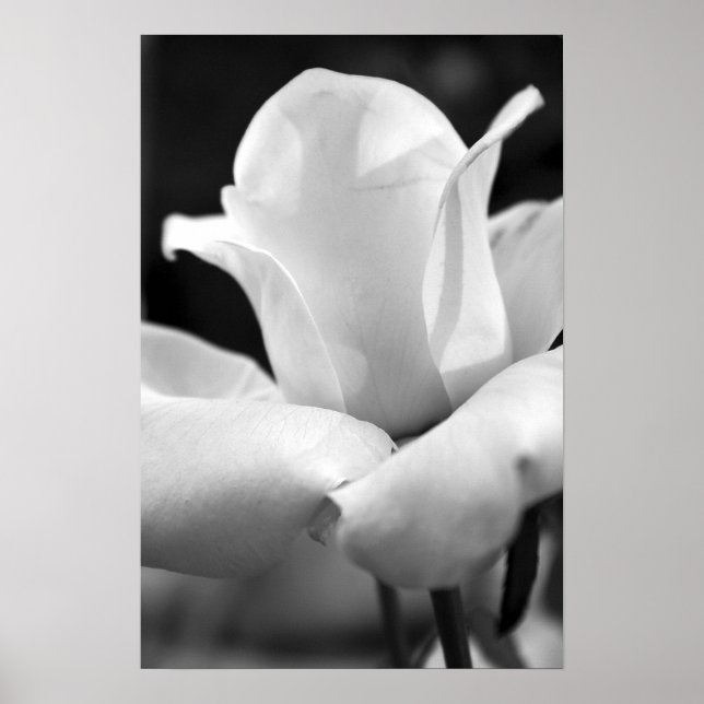 Anna's Rose Poster (Front)