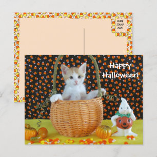 Annie's Halloween Basket Cat /Kitten  Postcard