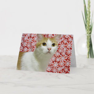 Annie's Sweet Christmas ( Cat / Kitten ) Holiday Card