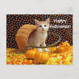Annie's Sweet Halloween Cat / Kitten Postcard