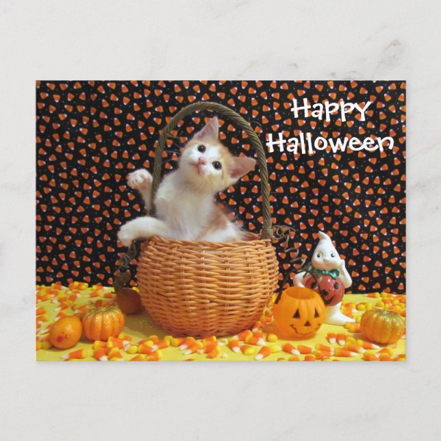 Annie's Sweet Halloween Cat / Kitten Postcard (b) (Front)