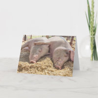 Anniversary Pair Of Pigs In Pen