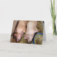 Anniversary Pair Of Pigs In Pigpen
