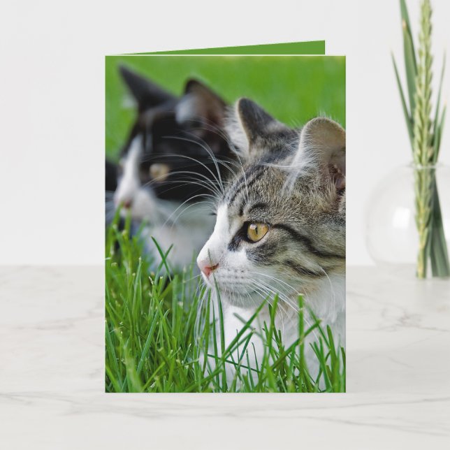 Anniversary Tabby Kittens In Grass Card (Front)