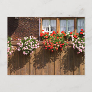 Announcement Postcard