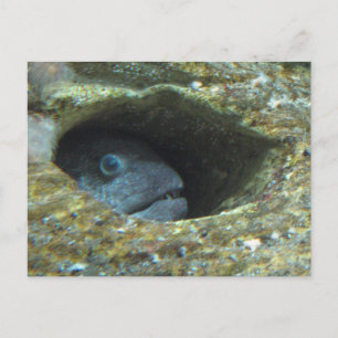 Annoyed Sentry Fish Postcard