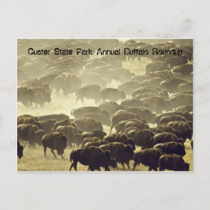 Annual Buffalo Roundup at Custer State Park Postcard