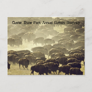 Annual Buffalo Roundup at Custer State Park Postcard