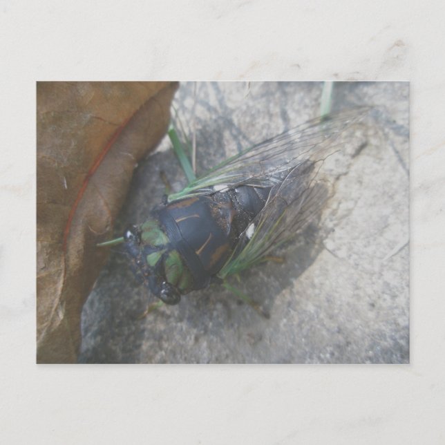 Annual Cicada Postcard (Front)