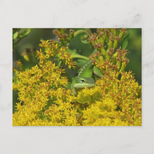Anole in Goldenrod Postcard