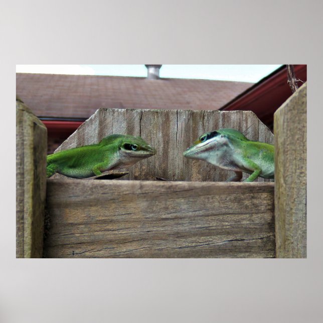 Anoles Face Off Poster (Front)