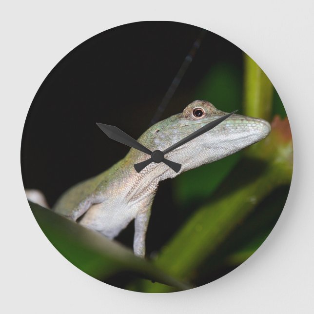 anolis occultus clock (Front)