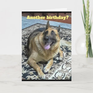 Another Birthday German Shepherd Greeting Card