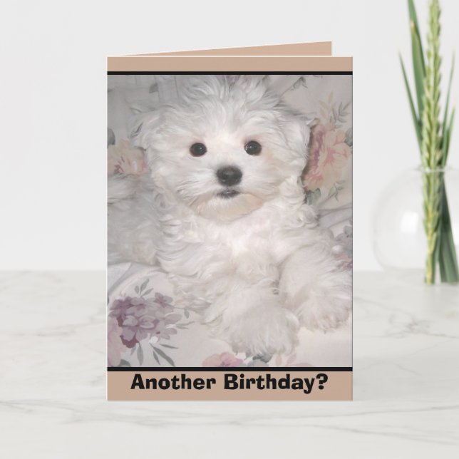 ANOTHER BIRTHDAY? Maltese Puppy Greeting Card (Front)