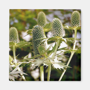 Another Cool Plant Magnet