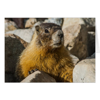 Another Marmot Portrait