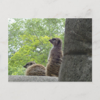 Another Meerkat Postcard