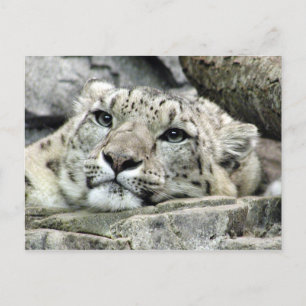Another monday snow leopard postcard