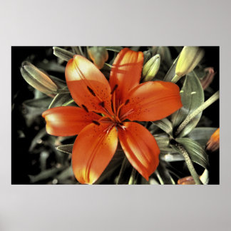 Another orange shot poster