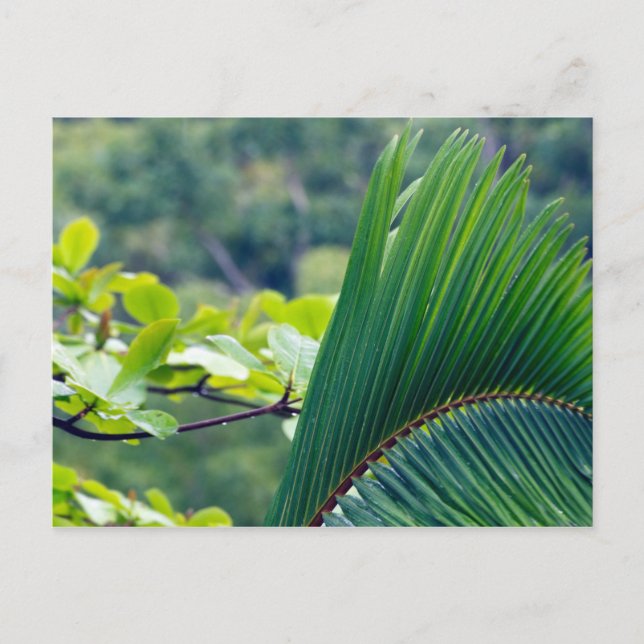 Another Palm leaf in rainforest of Indonesia. Postcard (Front)