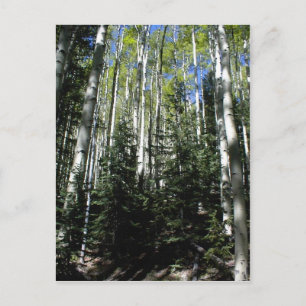 Another Spen Grove On The North Facing Slope Of Th Postcard