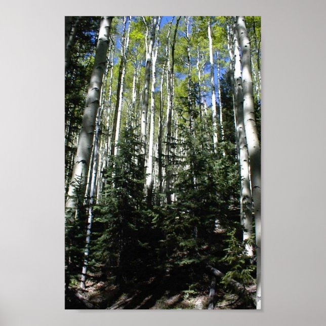 Another Spen Grove On The North Facing Slope Of Th Poster (Front)