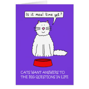 Answer Your Cat's Questions Day January