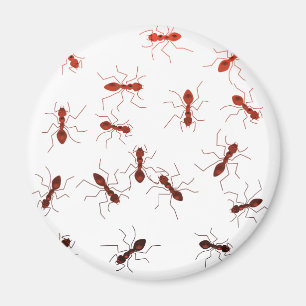 Ant antics. magnet