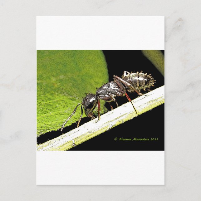 ant b postcard (Front)